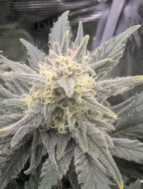 Kush Mass Auto - G1. Week 18