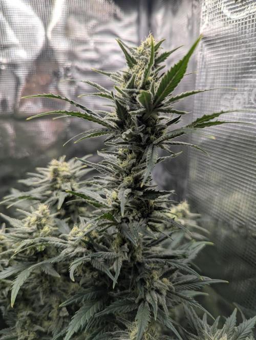 Kush Mass Auto - G1. Week 18