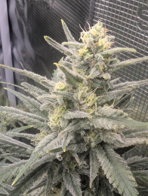 Kush Mass Auto - G1. Week 18