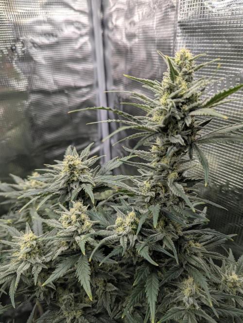 Kush Mass Auto - G1. Week 18