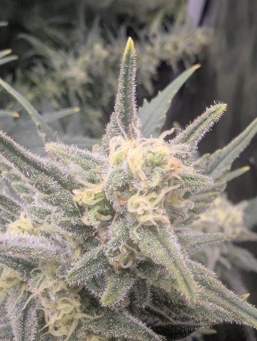 Kush Mass Auto - G1. Week 18