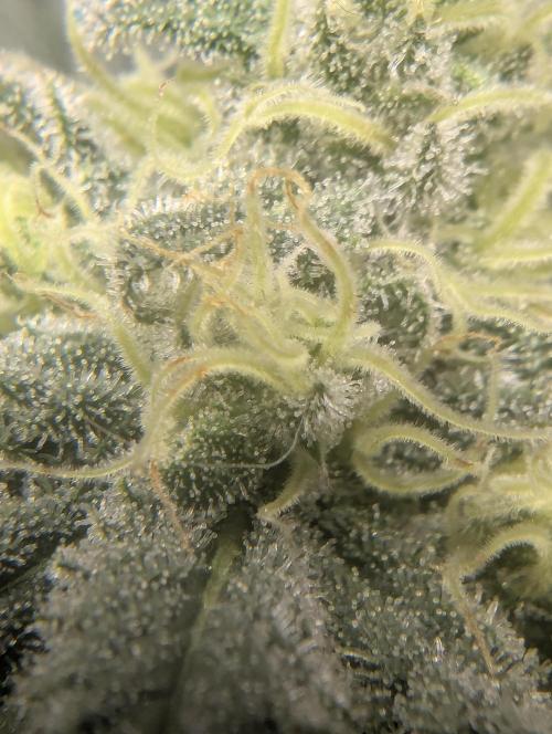 Kush Mass Auto - G1. Week 18