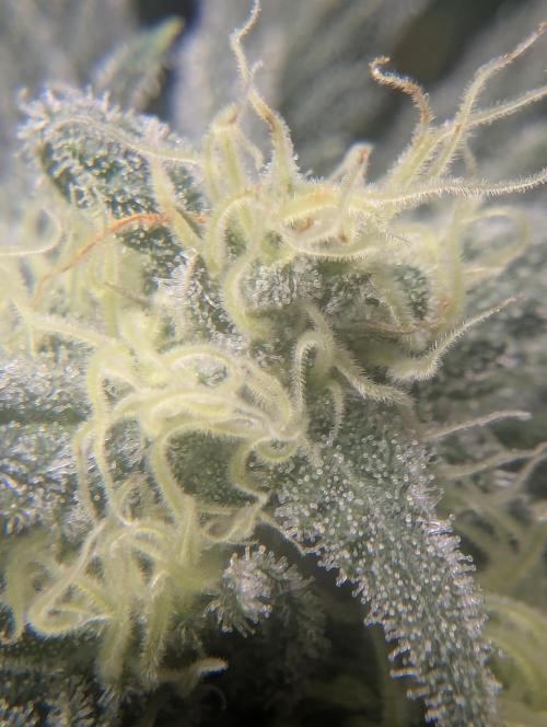 Kush Mass Auto - G1. Week 18