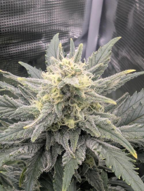 Kush Mass Auto - G1. Week 18