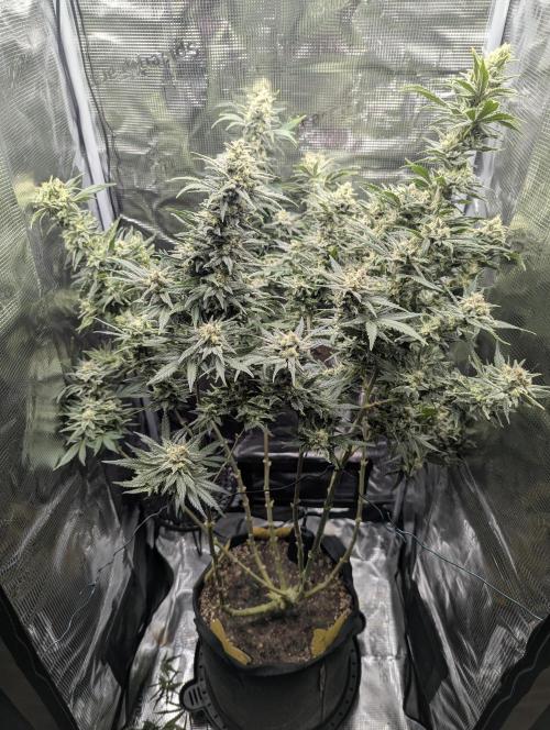 Kush Mass Auto - G1. Week 19