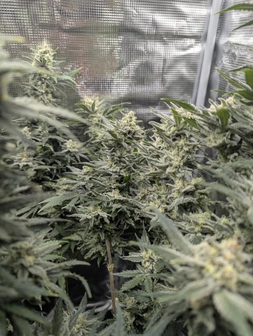 Kush Mass Auto - G1. Week 19