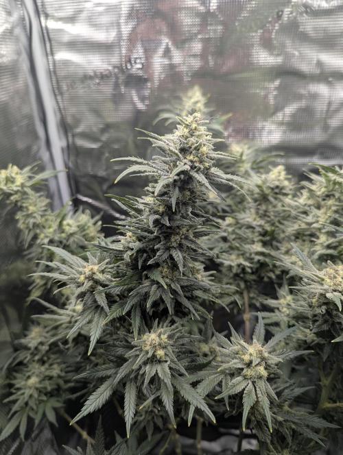 Kush Mass Auto - G1. Week 19