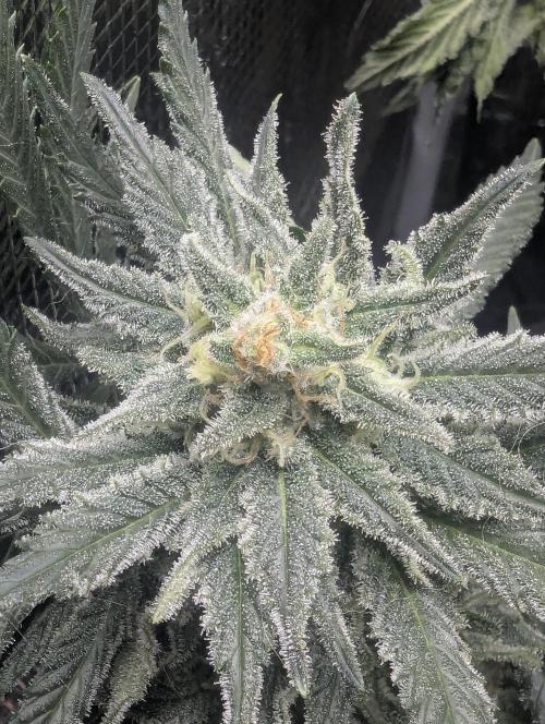 Kush Mass Auto - G1. Week 19