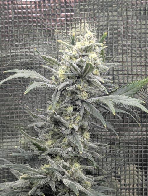 Kush Mass Auto - G1. Week 19