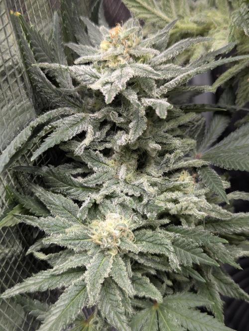 Kush Mass Auto - G1. Week 19