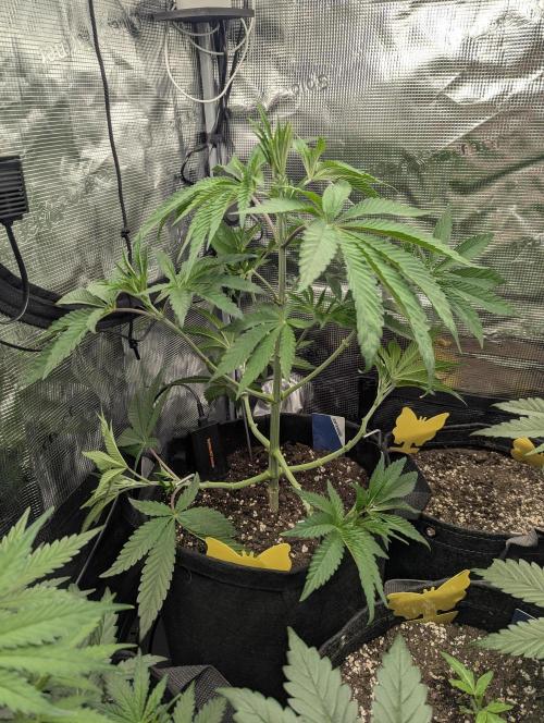 Black Cherry Gushers - G2. Week 5