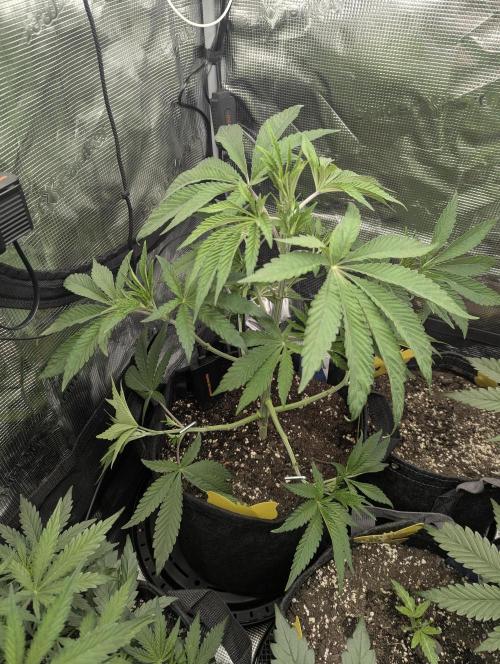 Black Cherry Gushers - G2. Week 5