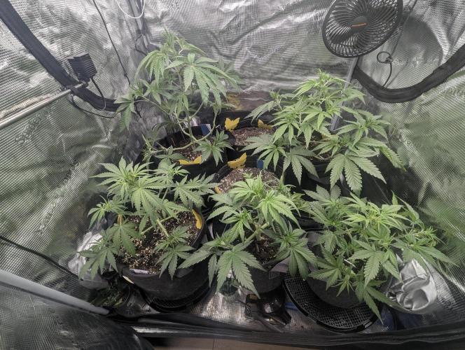 Black Cherry Gushers - G2. Week 5