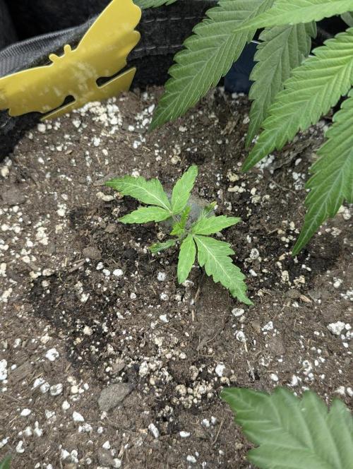 RS11 x Banana OG - G2. Week 1