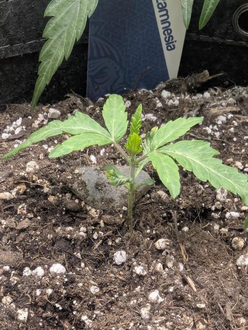 RS11 x Banana OG - G2. Week 1