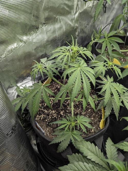 Runtz Auto - G2. Week 4