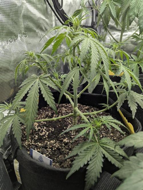 Runtz Auto - G2. Week 4