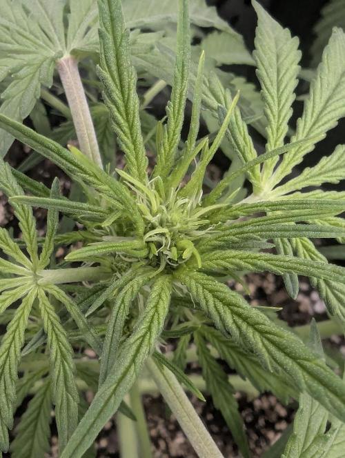 Runtz Auto - G2. Week 4