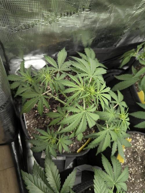 Runtz Auto - G2. Week 4