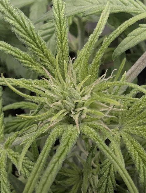 Do-Si-Dos Auto - G2. Week 5