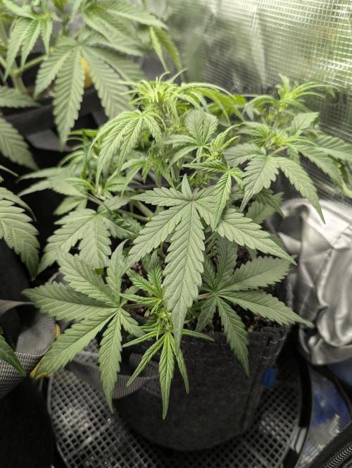 Do-Si-Dos Auto - G2. Week 5