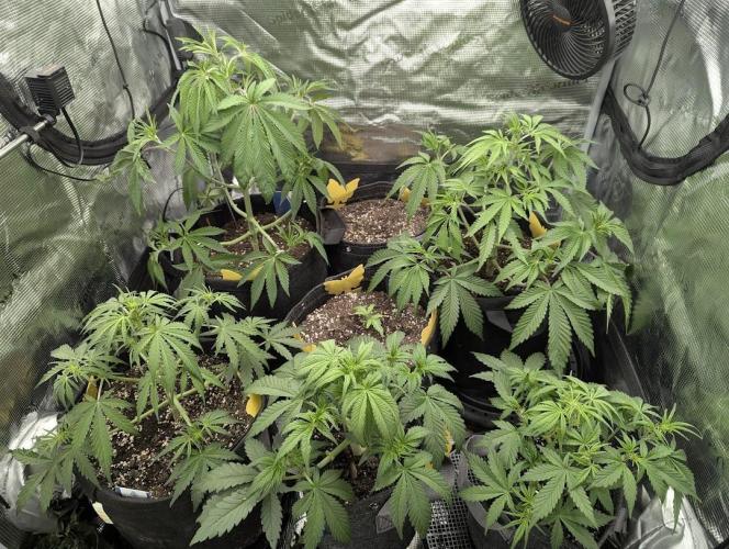 Do-Si-Dos Auto - G2. Week 5