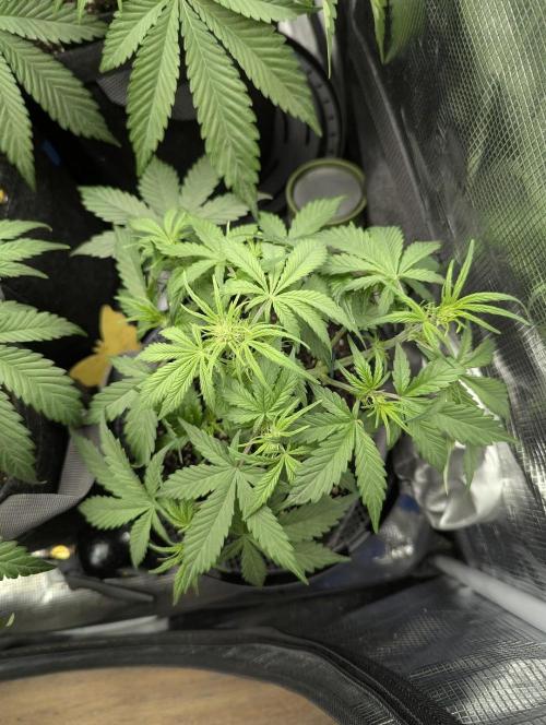 Do-Si-Dos Auto - G2. Week 5