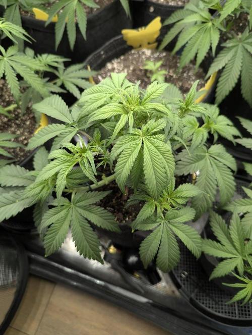 Papaya Zoap Auto - G2. Week 5