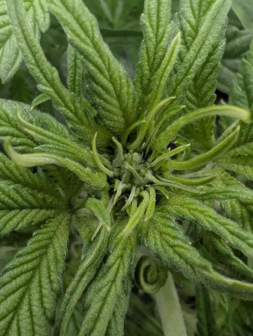 Papaya Zoap Auto - G2. Week 5