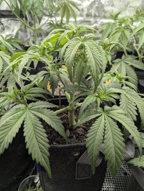 Papaya Zoap Auto - G2. Week 5