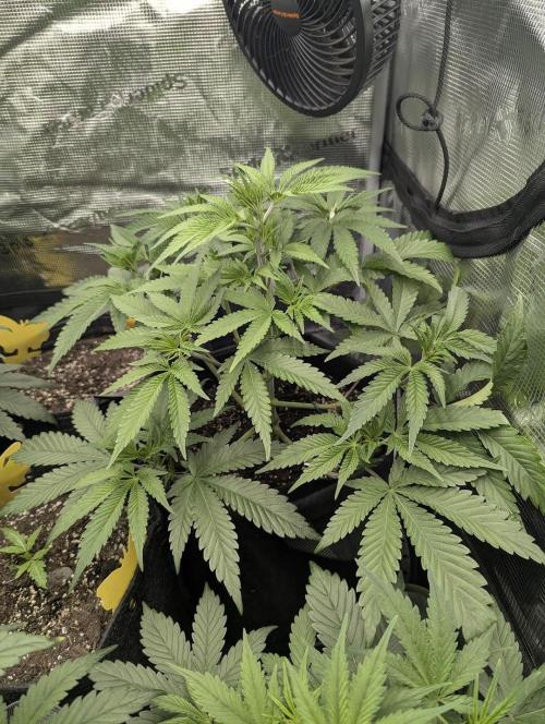 Blue Zushi - G2. Week 5