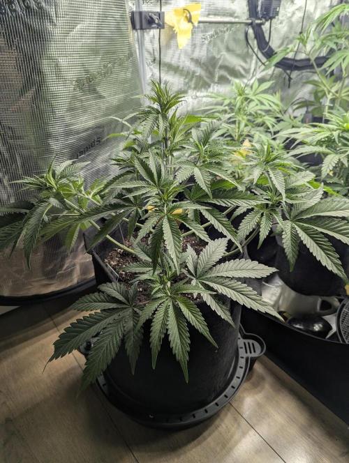 Blue Zushi - G2. Week 5