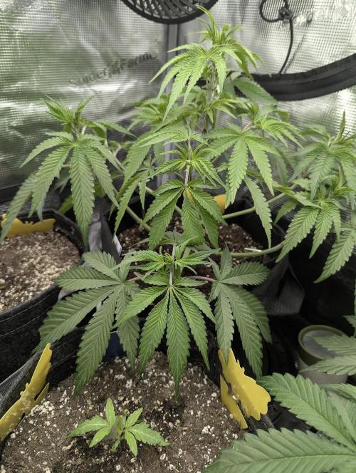 Blue Zushi - G2. Week 5