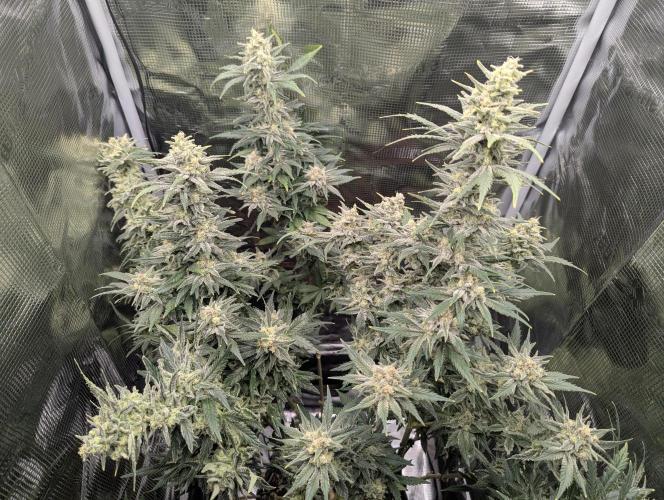 Kush Mass Auto - G1. Week 19