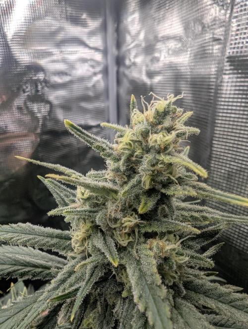 Kush Mass Auto - G1. Week 19