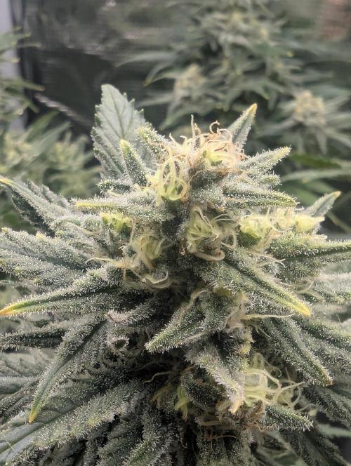 Kush Mass Auto - G1. Week 19