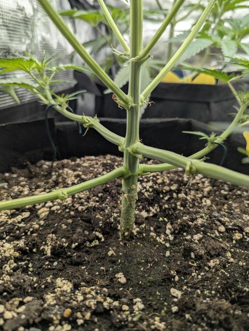 Runtz Auto - G2. Week 4