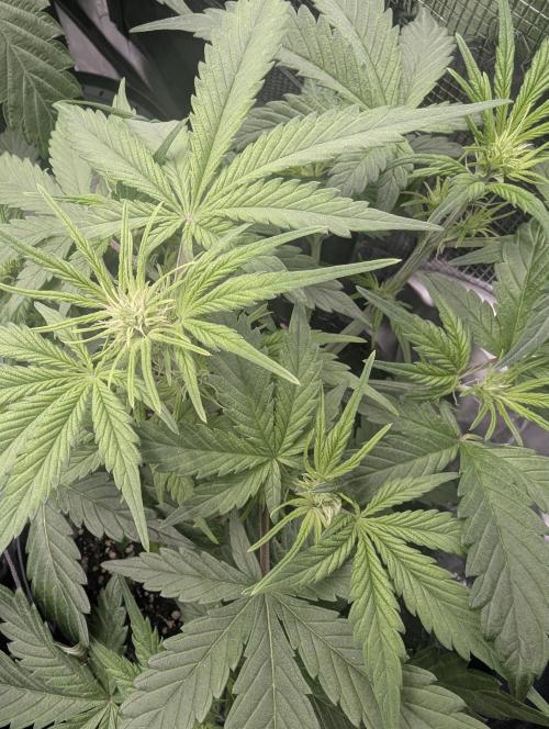 Runtz Auto - G2. Week 4