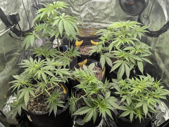 Runtz Auto - G2. Week 4