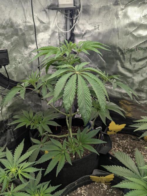 Black Cherry Gushers - G2. Week 5