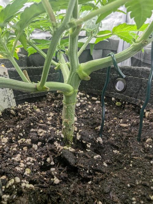 Do-Si-Dos Auto - G2. Week 5