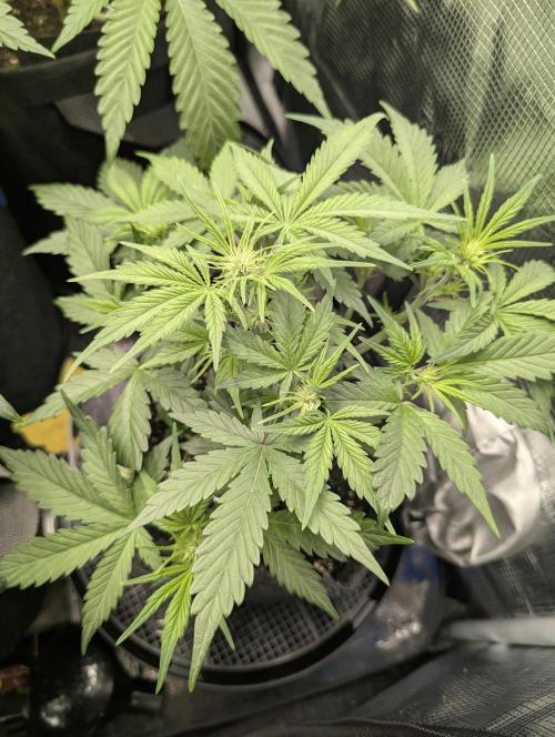 Do-Si-Dos Auto - G2. Week 5