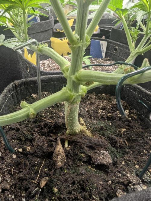 Papaya Zoap Auto - G2. Week 5