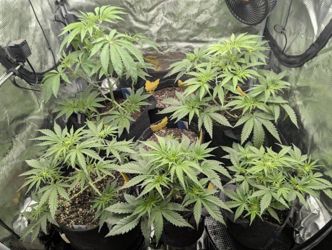 Papaya Zoap Auto - G2. Week 5