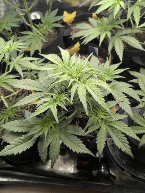 Papaya Zoap Auto - G2. Week 5