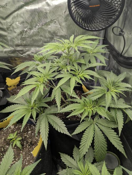 Blue Zushi - G2. Week 5