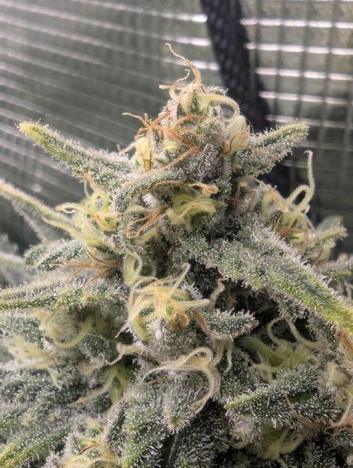 Kush Mass Auto - G1. Week 19