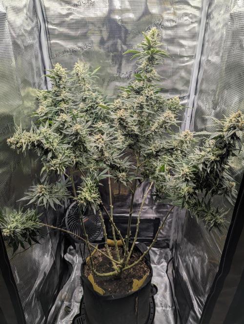 Kush Mass Auto - G1. Week 19