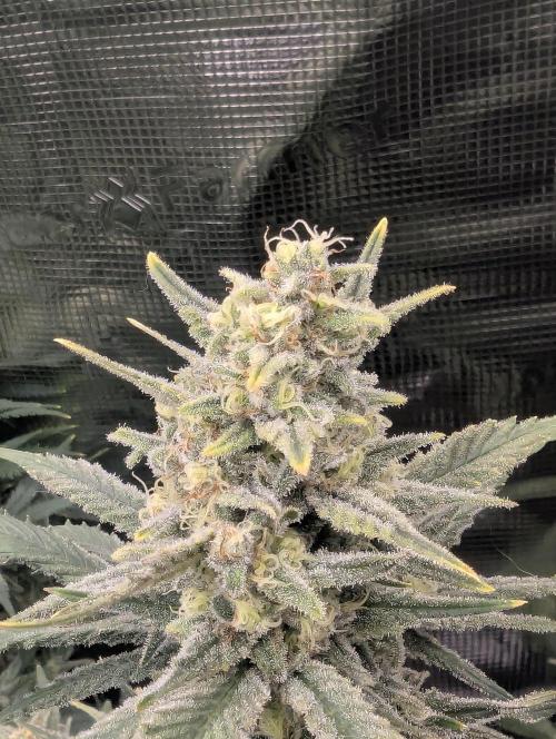 Kush Mass Auto - G1. Week 19