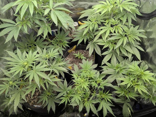 RS11 x Banana OG - G2. Week 1